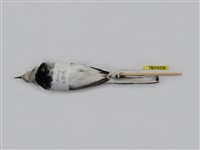藏品(白鶺鴒)的圖片